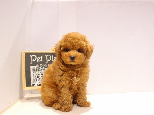 兵庫県のトイプードル(トイ) (ペット・プラザ アミーゴつかしん店/2025年9月14日生まれ/男の子/レッドフォーン)の子犬の3枚目の画像