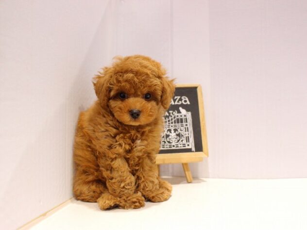 兵庫県のトイプードル(トイ) (ペット・プラザ アミーゴつかしん店/2025年9月14日生まれ/男の子/レッドフォーン)の子犬の4枚目の画像