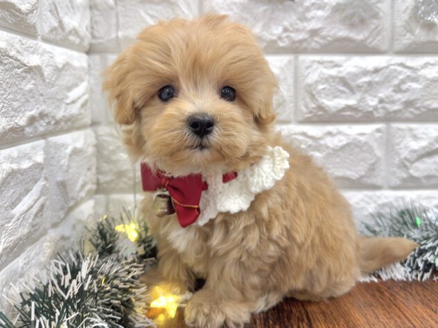 兵庫県のハーフ犬・ミックス犬 (ワンキャラット アミーゴ姫路飾磨店/2025年9月23日生まれ/男の子/クリーム)の子犬の2枚目の画像