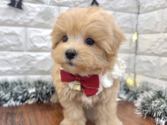 兵庫県のハーフ犬・ミックス犬 (ワンキャラット アミーゴ姫路飾磨店/2025年9月23日生まれ/男の子/クリーム)の子犬の4枚目の画像