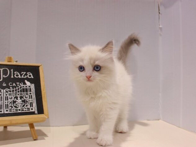 兵庫県のラグドール (ペット・プラザ アミーゴつかしん店/2025年9月7日生まれ/女の子/ブルーポイントバイカラー)の子猫の2枚目の画像