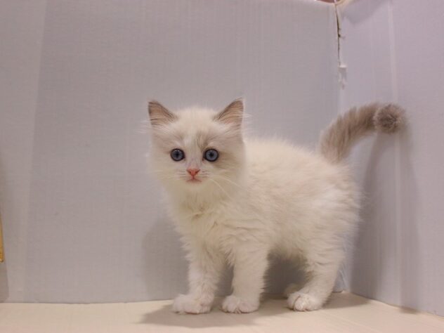 兵庫県のラグドール (ペット・プラザ アミーゴつかしん店/2025年9月7日生まれ/女の子/ブルーポイントバイカラー)の子猫の3枚目の画像