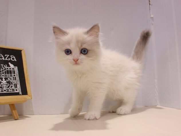 兵庫県のラグドール (ペット・プラザ アミーゴつかしん店/2025年9月7日生まれ/女の子/ブルーポイントバイカラー)の子猫の4枚目の画像