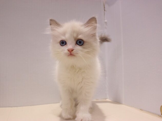 兵庫県のラグドール (ペット・プラザ アミーゴつかしん店/2025年9月7日生まれ/女の子/ブルーポイントバイカラー)の子猫の1枚目の画像