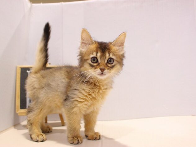 兵庫県のソマリ (ペット・プラザ アミーゴつかしん店/2025年9月1日生まれ/女の子/ルディ)の子猫の1枚目の画像