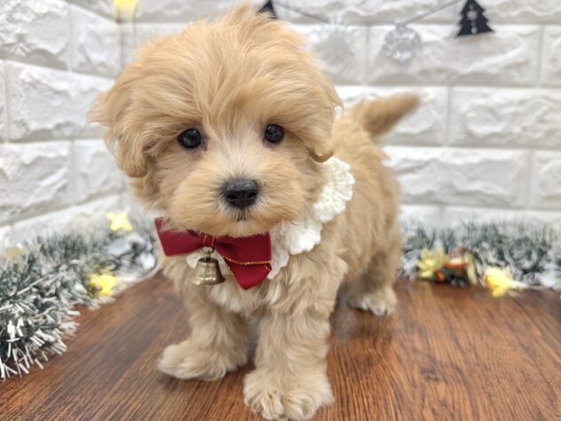 兵庫県のハーフ犬・ミックス犬 (ワンキャラット アミーゴ姫路飾磨店/2025年9月23日生まれ/男の子/クリーム)の子犬の3枚目の画像