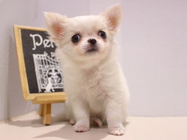 兵庫県のチワワ(ロング) (ペット・プラザ アミーゴつかしん店/2025年9月11日生まれ/女の子/ホワイトクリーム)の子犬の1枚目の画像