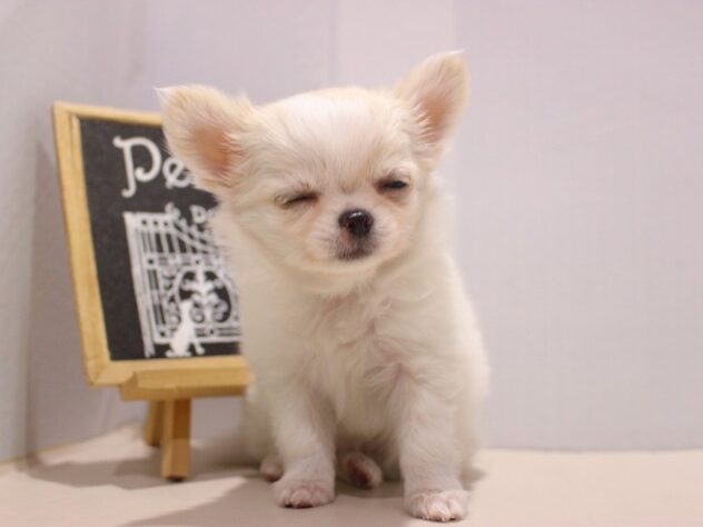 兵庫県のチワワ(ロング) (ペット・プラザ アミーゴつかしん店/2025年9月11日生まれ/女の子/ホワイトクリーム)の子犬の4枚目の画像