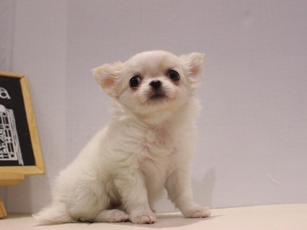 兵庫県のチワワ(ロング) (ペット・プラザ アミーゴつかしん店/2025年9月11日生まれ/女の子/ホワイトクリーム)の子犬の2枚目の画像