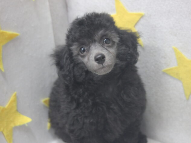 愛媛県のトイプードル(トイ) (アミーゴ新居浜店/2025年4月12日生まれ/男の子/シルバー)の子犬の4枚目の画像