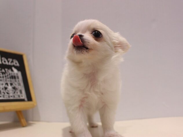 兵庫県のチワワ(ロング) (ペット・プラザ アミーゴつかしん店/2025年9月11日生まれ/女の子/ホワイトクリーム)の子犬の3枚目の画像