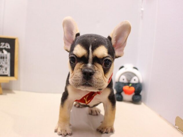 兵庫県のフレンチブルドッグ (ペット・プラザ アミーゴつかしん店/2025年8月27日生まれ/女の子/ブラックタンホワイト)の子犬の3枚目の画像