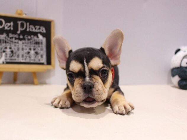 兵庫県のフレンチブルドッグ (ペット・プラザ アミーゴつかしん店/2025年8月27日生まれ/女の子/ブラックタンホワイト)の子犬の2枚目の画像