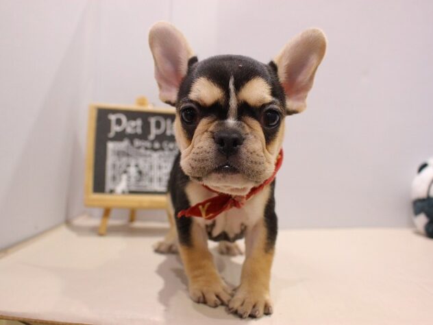 兵庫県のフレンチブルドッグ (ペット・プラザ アミーゴつかしん店/2025年8月27日生まれ/女の子/ブラックタンホワイト)の子犬の1枚目の画像