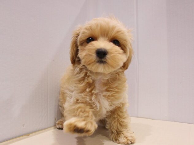 兵庫県のハーフ犬・ミックス犬 (ペット・プラザ アミーゴつかしん店/2025年9月15日生まれ/男の子/クリーム)の子犬の2枚目の画像