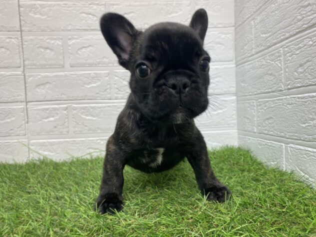 新潟県のフレンチブルドッグ (アミーゴ新潟小新店/2025年9月1日生まれ/男の子/ブリンドル)の子犬