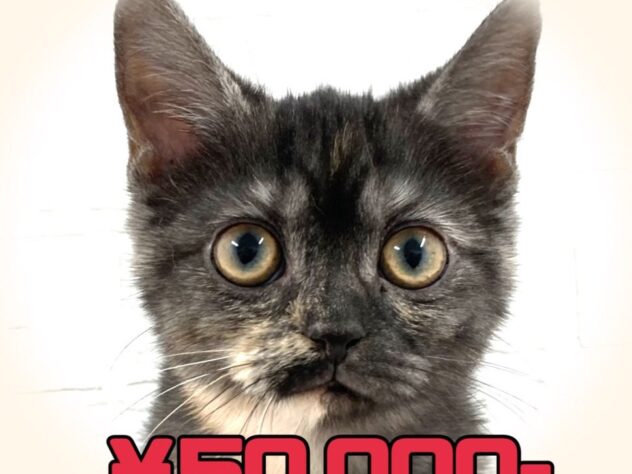 岡山県のミヌエット (アミーゴ津山店/2025年7月25日生まれ/女の子/トーティー)の子猫