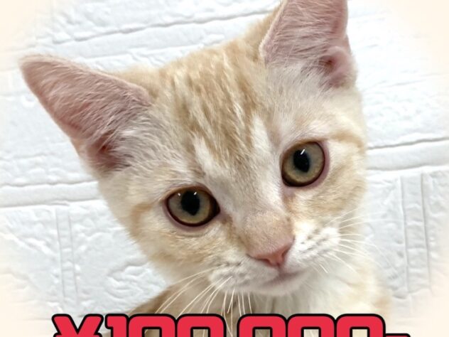 岡山県のミヌエット (アミーゴ津山店/2025年7月25日生まれ/男の子/レッドタビー)の子猫