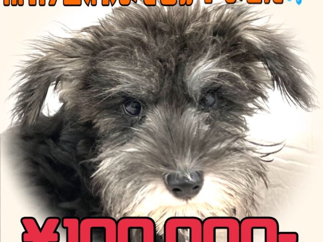 岡山県のミニチュアシュナウザー (アミーゴ津山店/2025年7月20日生まれ/男の子/ソルトペッパー)の子犬