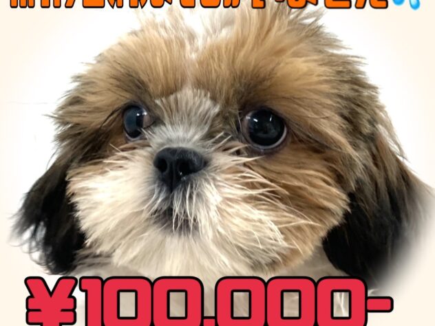 岡山県のシーズー (アミーゴ津山店/2025年7月14日生まれ/男の子/ホワイトゴールド)の子犬