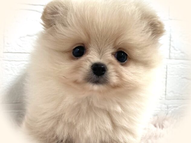 岡山県のポメラニアン (アミーゴ津山店/2025年9月15日生まれ/女の子/クリーム)の子犬