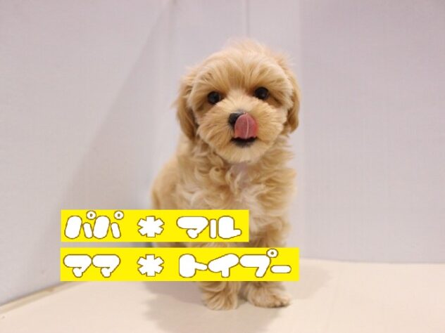 兵庫県のハーフ犬・ミックス犬 (ペット・プラザ アミーゴつかしん店/2025年9月15日生まれ/男の子/クリーム)の子犬の1枚目の画像