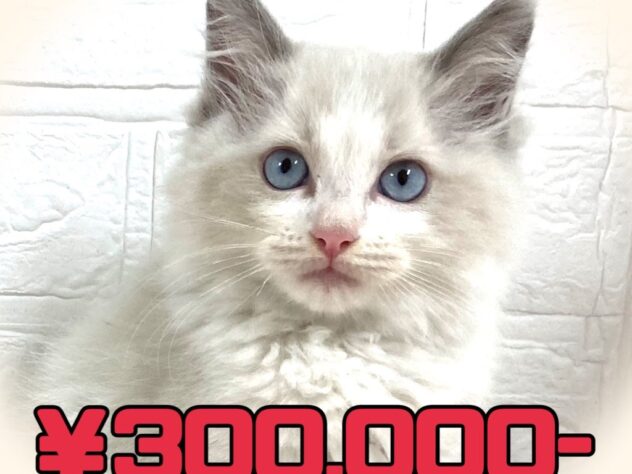 岡山県のラグドール (アミーゴ津山店/2025年9月7日生まれ/男の子/ブルーポイントバイカラー)の子猫