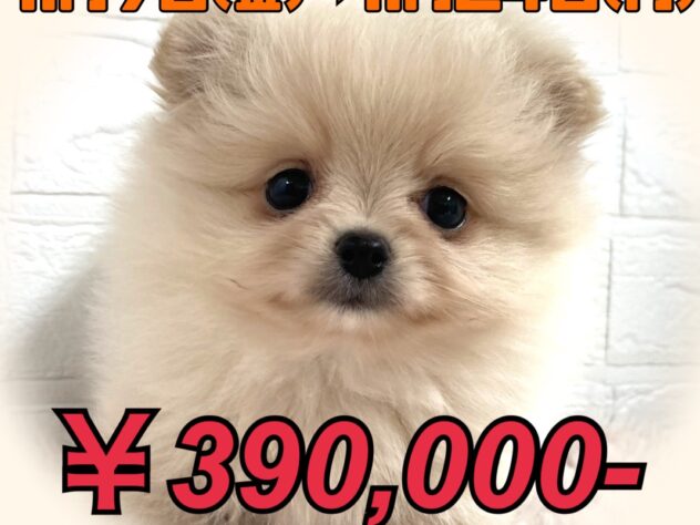 岡山県のポメラニアン (アミーゴ津山店/2025年9月15日生まれ/女の子/クリーム)の子犬