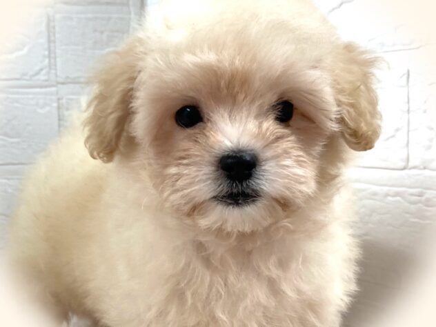 岡山県のハーフ犬・ミックス犬 (アミーゴ津山店/2025年9月22日生まれ/男の子/クリーム)の子犬