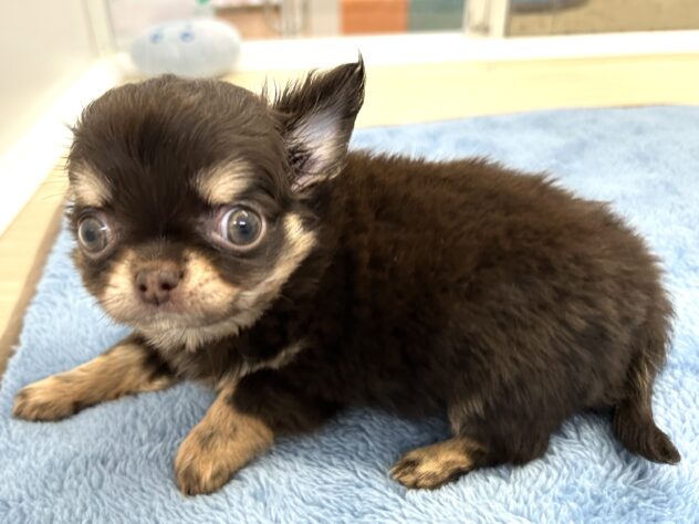 岡山県のチワワ(ロング) (アミーゴ水島店/2025年10月2日生まれ/男の子/チョコレートクリーム)の子犬の3枚目の画像