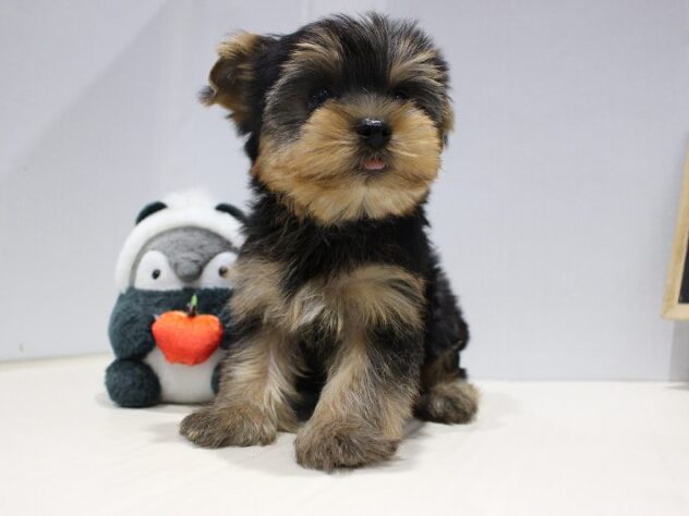 兵庫県のヨークシャーテリア (ペット・プラザ アミーゴつかしん店/2025年9月13日生まれ/男の子/スチールブルータン)の子犬の2枚目の画像