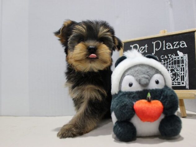 兵庫県のヨークシャーテリア (ペット・プラザ アミーゴつかしん店/2025年9月13日生まれ/男の子/スチールブルータン)の子犬の1枚目の画像