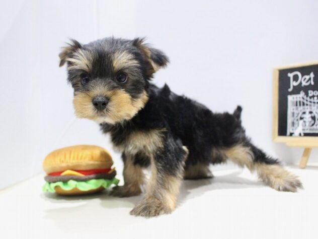 兵庫県のヨークシャーテリア (ペット・プラザ アミーゴつかしん店/2025年9月13日生まれ/女の子/スチールブルータン)の子犬の3枚目の画像