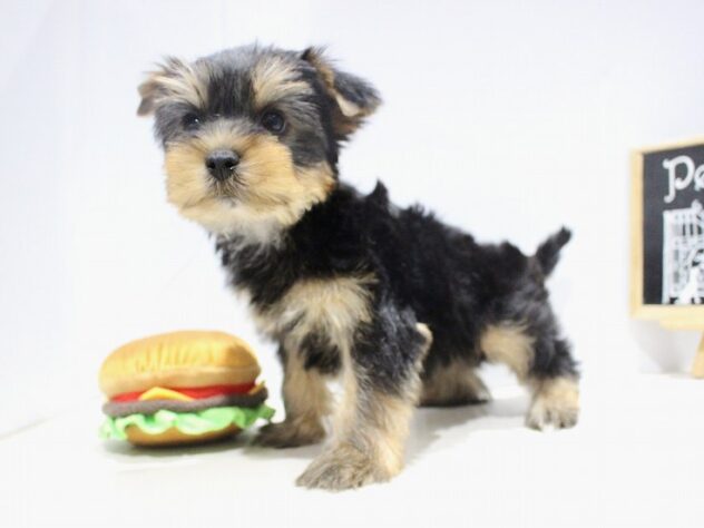 兵庫県のヨークシャーテリア (ペット・プラザ アミーゴつかしん店/2025年9月13日生まれ/女の子/スチールブルータン)の子犬の2枚目の画像