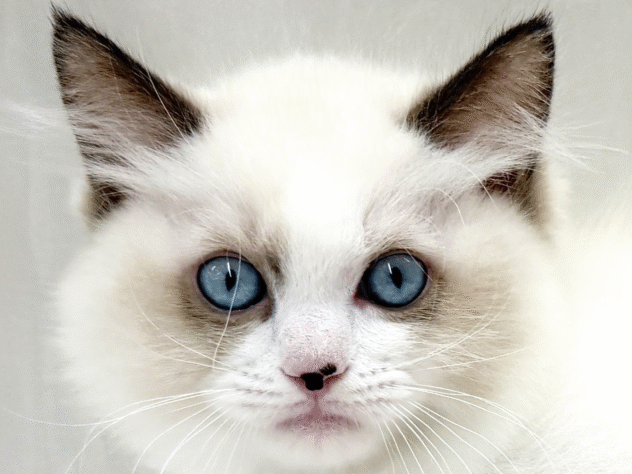 三重県のラグドール (アミーゴ四日市日永店/2025年8月27日生まれ/男の子/シールポイントバイカラー)の子猫