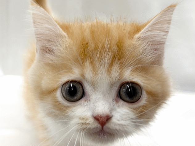 三重県のエキゾチックショートヘアー (アミーゴ四日市日永店/2025年9月8日生まれ/男の子/レッドタビーホワイト)の子猫