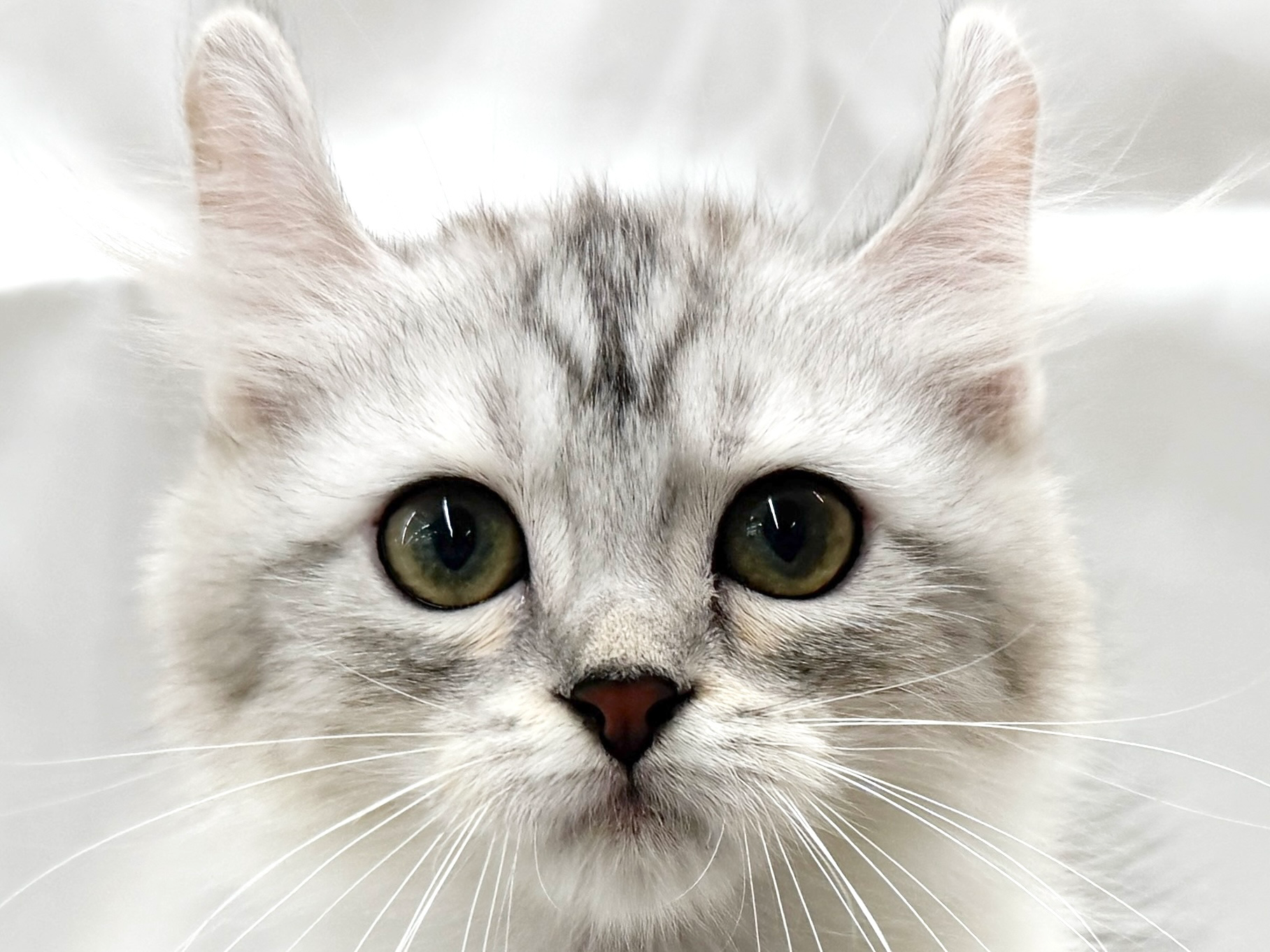 三重県のアメリカンカール (アミーゴ四日市日永店/2025年9月10日生まれ/女の子/シルバータビーホワイト)の子猫