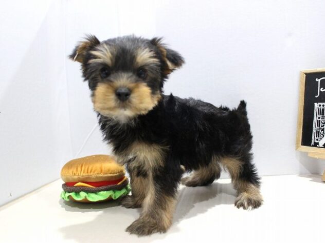 兵庫県のヨークシャーテリア (ペット・プラザ アミーゴつかしん店/2025年9月13日生まれ/女の子/スチールブルータン)の子犬の1枚目の画像