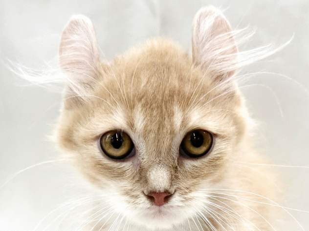 三重県のアメリカンカール (アミーゴ四日市日永店/2025年9月10日生まれ/男の子/クリームタビーホワイト)の子猫