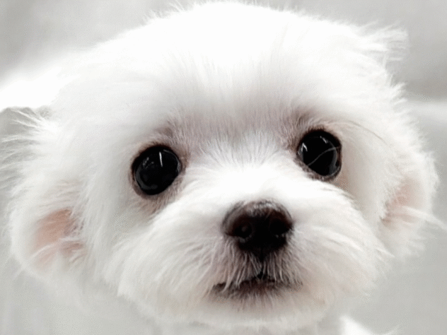 三重県のハーフ犬・ミックス犬 (アミーゴ四日市日永店/2025年7月1日生まれ/男の子/その他色)の子犬