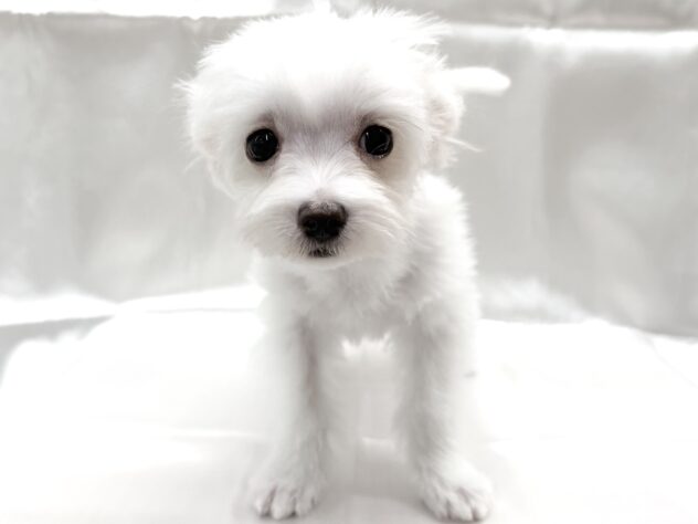 三重県のハーフ犬・ミックス犬 (アミーゴ四日市日永店/2025年7月1日生まれ/男の子/その他色)の子犬の2枚目の画像