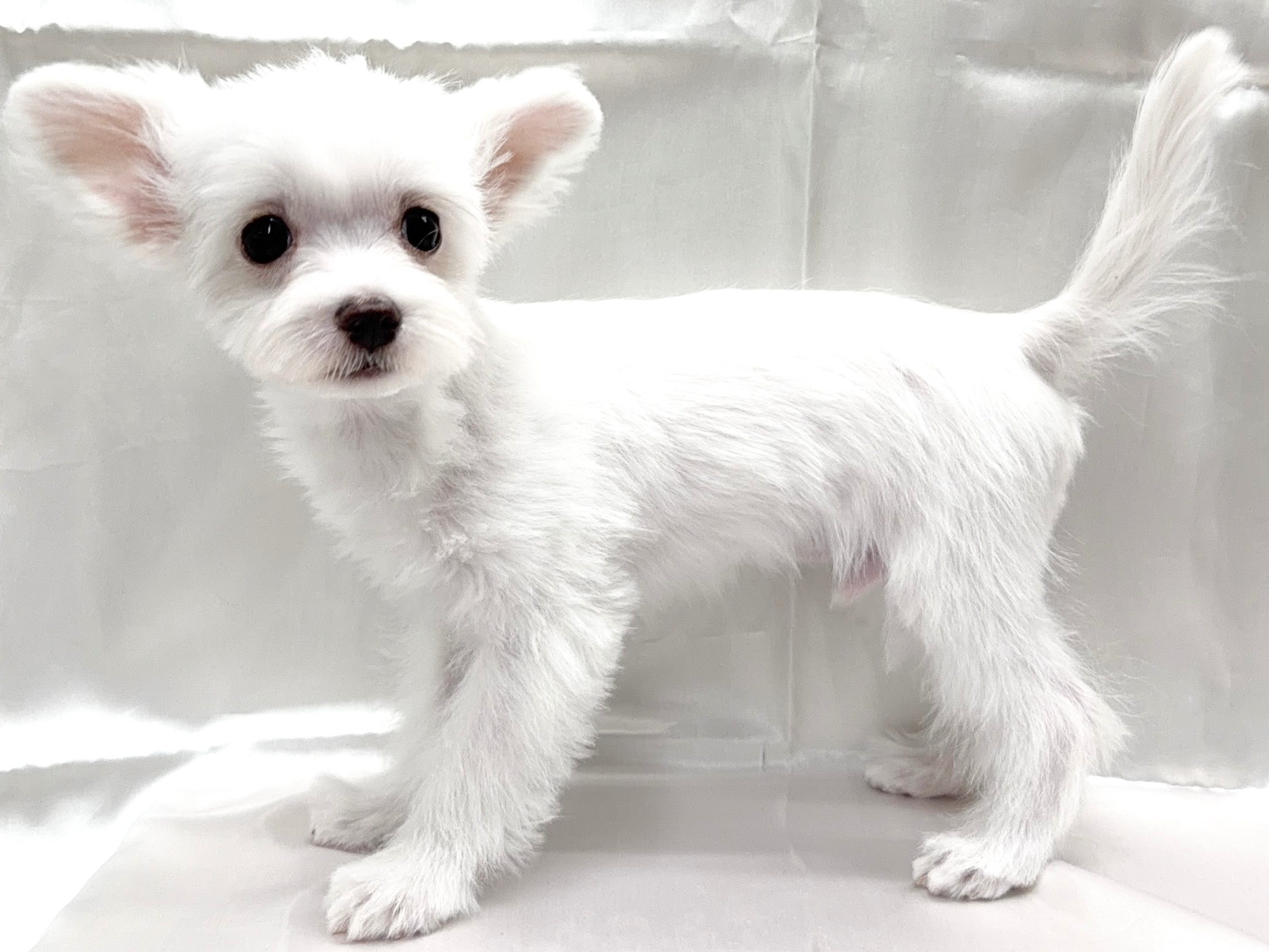 三重県のハーフ犬・ミックス犬 (アミーゴ四日市日永店/2025年7月1日生まれ/男の子/その他色)の子犬の3枚目の画像