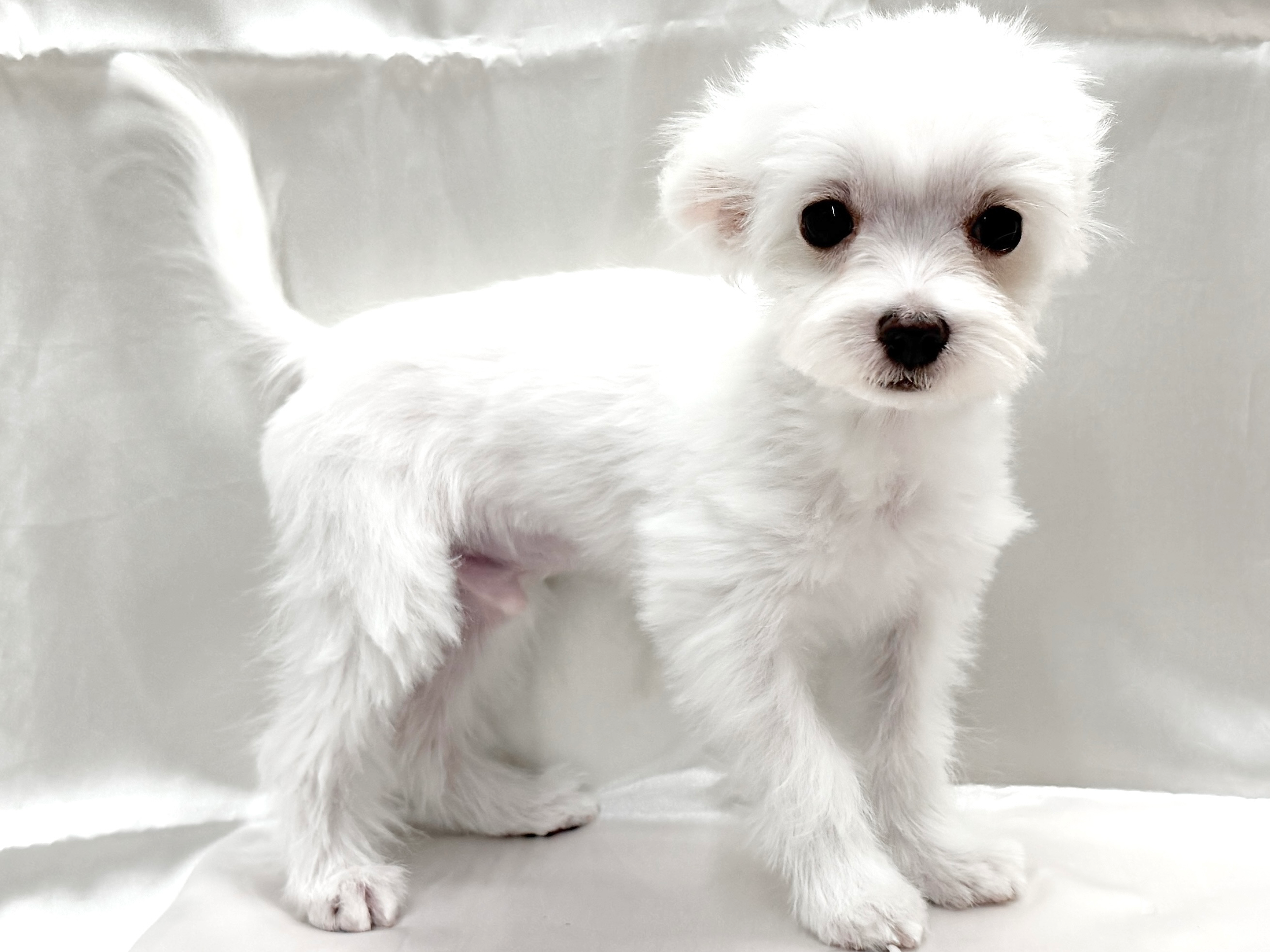 三重県のハーフ犬・ミックス犬 (アミーゴ四日市日永店/2025年7月1日生まれ/男の子/その他色)の子犬の4枚目の画像