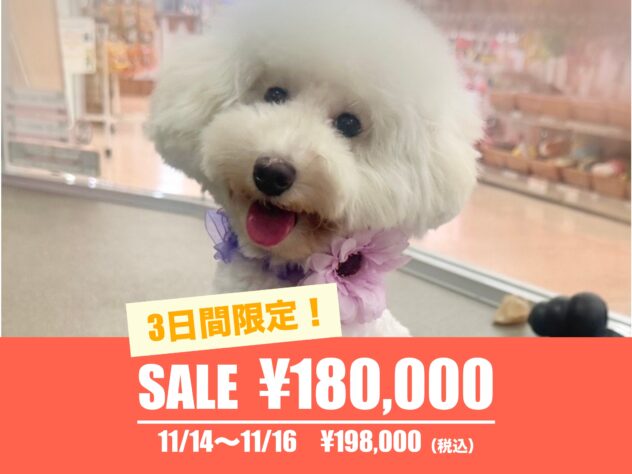 広島県のトイプードル(トイ) (アミーゴ東深津店/2025年2月20日生まれ/女の子/ホワイト)の子犬の1枚目の画像