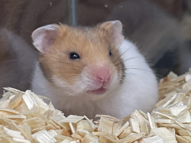 これぞゴールデンハムスター！ | ペットワールド アミーゴ