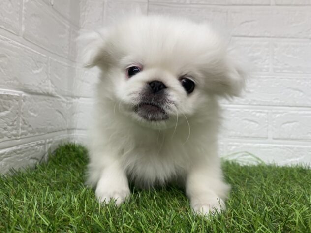 新潟県のペキニーズ (アミーゴ紫竹山店/2025年7月28日生まれ/男の子/ホワイト)の子犬の4枚目の画像