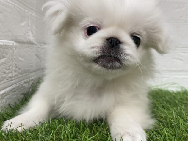 新潟県のペキニーズ (アミーゴ新潟小新店/2025年7月28日生まれ/男の子/ホワイト)の子犬の2枚目の画像