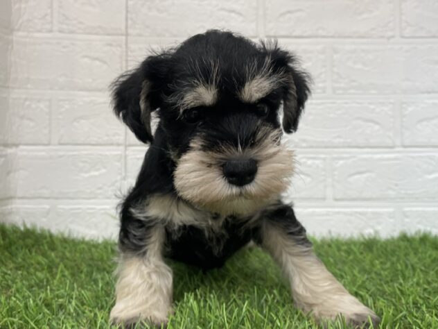 新潟県のミニチュアシュナウザー (アミーゴ新潟小新店/2025年9月9日生まれ/女の子/ブラックシルバー)の子犬の1枚目の画像