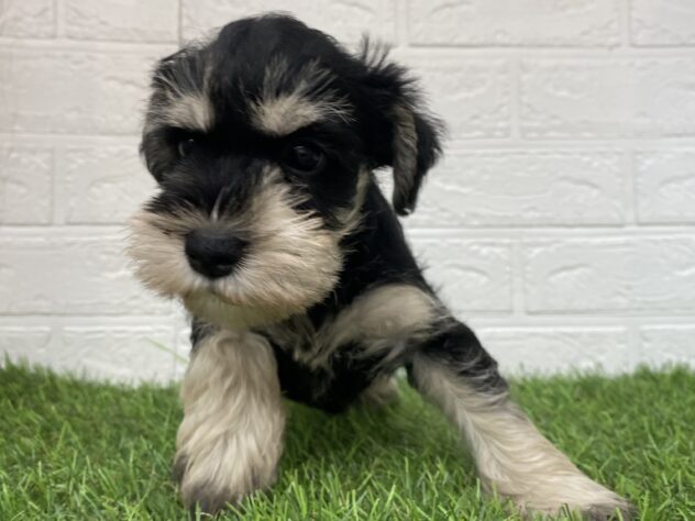 新潟県のミニチュアシュナウザー (アミーゴ新潟小新店/2025年9月9日生まれ/女の子/ブラックシルバー)の子犬の2枚目の画像