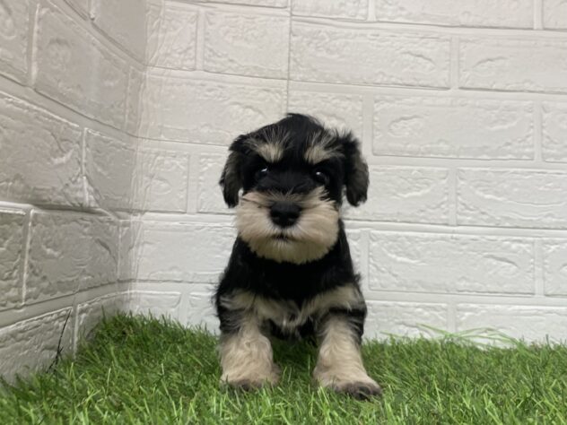 新潟県のミニチュアシュナウザー (アミーゴ新潟小新店/2025年9月9日生まれ/女の子/ブラックシルバー)の子犬の3枚目の画像